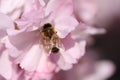 Bee sitting on a beautiful blooming Japanese pink cherry blossom in spring. Close up macro Royalty Free Stock Photo