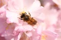 Bee sitting on a beautiful blooming Japanese pink cherry blossom in spring. Close up macro Royalty Free Stock Photo