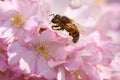 Bee sitting on a beautiful blooming Japanese pink cherry blossom in spring. Close up macro Royalty Free Stock Photo