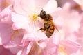 Bee sitting on a beautiful blooming Japanese pink cherry blossom in spring. Close up macro Royalty Free Stock Photo