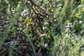 Bee sitting on black sage flower at the coastal area of Goleta near Santa Barbara, California