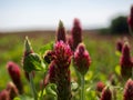 Bee sitting on a blooming clover Royalty Free Stock Photo