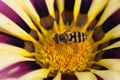Bee sitting on blossoming flower Gazania afternoon