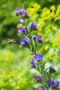 Bee sitting on a blue colors and collects flower nectar in the meadow on a sunny day