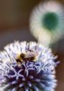 Bee sitting on blue flower