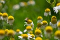 Bee sitting on camomile blossom with blured background Royalty Free Stock Photo
