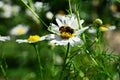 Bee sitting on a camomile Royalty Free Stock Photo