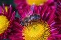 A bee is sitting on a chrysanthemum. Bee close-up, macro shot. Beautiful bright chrysanthemums bloom in autumn in the garden Royalty Free Stock Photo