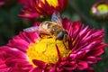 A bee is sitting on a chrysanthemum. Bee close-up, macro shot. Beautiful bright chrysanthemums bloom in autumn in the garden Royalty Free Stock Photo