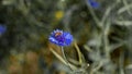 Bee is sitting on cornflower closeup photo Royalty Free Stock Photo