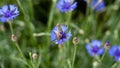 Bee is sitting on cornflower closeup photo Royalty Free Stock Photo