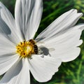 Funny shadow of a bee. Royalty Free Stock Photo