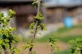 Bee is sitting on cranberry bush