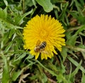A bee sitting on a dandelion in spring early morning Royalty Free Stock Photo