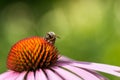 Bee sitting on Echinacea purpurea flower Royalty Free Stock Photo