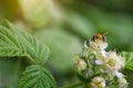 Bee sitting on a flower a beautiful soft natural background Royalty Free Stock Photo
