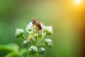 Bee sitting on a flower a beautiful soft natural background Royalty Free Stock Photo