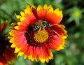 Bee sitting on a flower