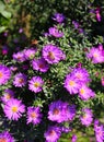 Bee sitting on a flower violet aster alpine daisy flowers Royalty Free Stock Photo