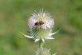 A bee is sitting on a flower of a wild teasel, Dispacus fullonum Royalty Free Stock Photo