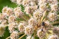 Bee sitting on a flower a yarrow