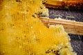 The bee is sitting on a frame with honeys. Sota, working bees with honeycomb honey cells. Texture, background of bee wax and honey