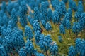 Bee sitting on grape hyacinth Royalty Free Stock Photo