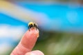 Bee sitting on human finger Royalty Free Stock Photo