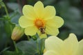 A bee sitting on an orange core of a beautiful yellow . Close-up image.