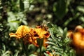 Bee sitting on orange marigold flower