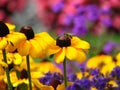 Bee sitting over yellow flower