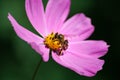 Bee sitting on a pink flower Royalty Free Stock Photo