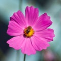 Bee sitting on a pink flower Royalty Free Stock Photo