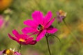 Bee sitting on a pink flower