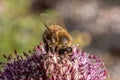 Bee sitting on a pink flower Royalty Free Stock Photo