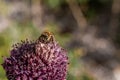 Bee sitting on a pink flower Royalty Free Stock Photo