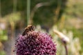 Bee sitting on a pink flower Royalty Free Stock Photo