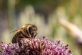 Bee sitting on a pink flower Royalty Free Stock Photo