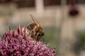 Bee sitting on a pink flower Royalty Free Stock Photo