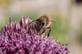 Bee sitting on a pink flower Royalty Free Stock Photo