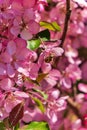 Bee Sitting On Pink Spring Flowers