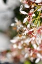 Bee sitting on a white flower and pollinating it Royalty Free Stock Photo