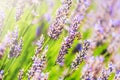 Bee sitting on purple lavender flowers. Selective focus Royalty Free Stock Photo