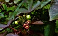 Bee sitting on red jatropha flowers with green seeds