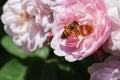 Bee Sitting on a Rose