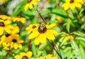 Bee sitting on Rudbeckia triloba yellow flower, browneyed Susan