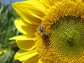 Bee is sitting on the sunflower Royalty Free Stock Photo