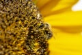 A bee sitting on a sunflower and covered with pollen all over Royalty Free Stock Photo