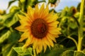 A bee sitting on a sunflower Royalty Free Stock Photo