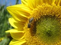 Bee is sitting on a sunflower Royalty Free Stock Photo